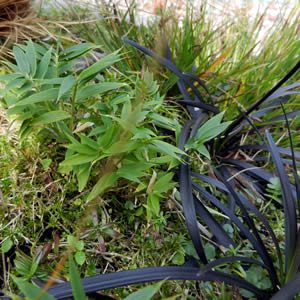 garden shading Dwarf for Groundcover Bamboo Gardens