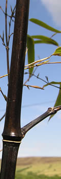 Phyllostachys nigra (black bamboo) – Tripple Brook Farm