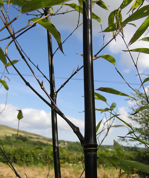 Phyllostachys nigra (black bamboo) – Tripple Brook Farm