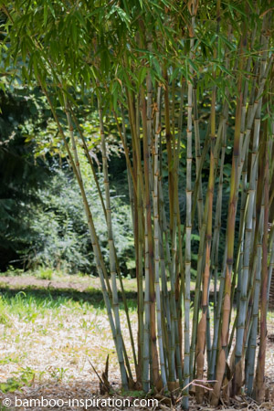 Different Types Of Bamboo: Learn About Bamboo Plants For The Garden