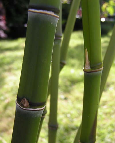 Golden Bamboo or Fishpole Bamboo, Phyllostachys aurea