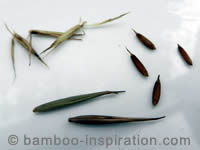 moso bamboo plants for sale