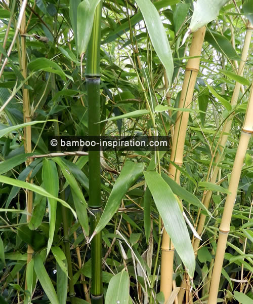 Phyllostachys Vivax Bamboo